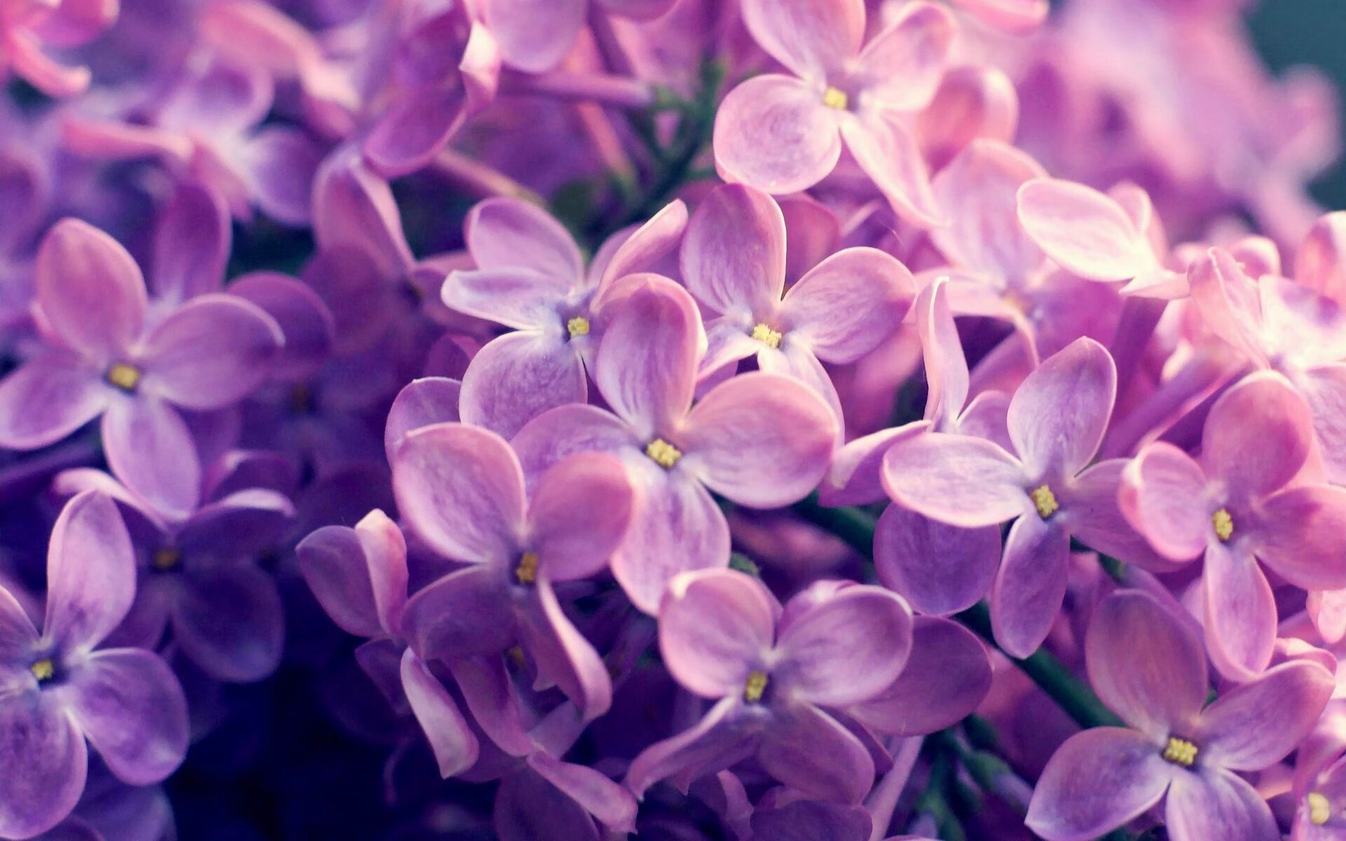 黄蜂收割勇士,冰与火的碰撞与文班亚马的灼热进化