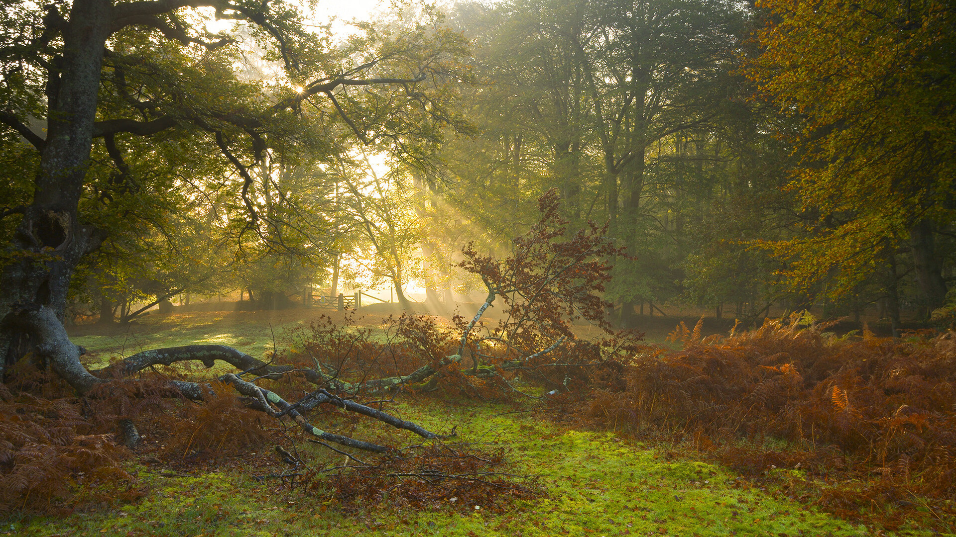 极速绿茵，当F1战术映射足球场，乌克兰如何完胜喀麦隆
