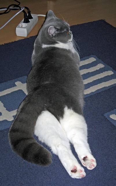 NBA季后赛之夜,阿尔瓦雷斯的教科书级表现,定义篮球艺术