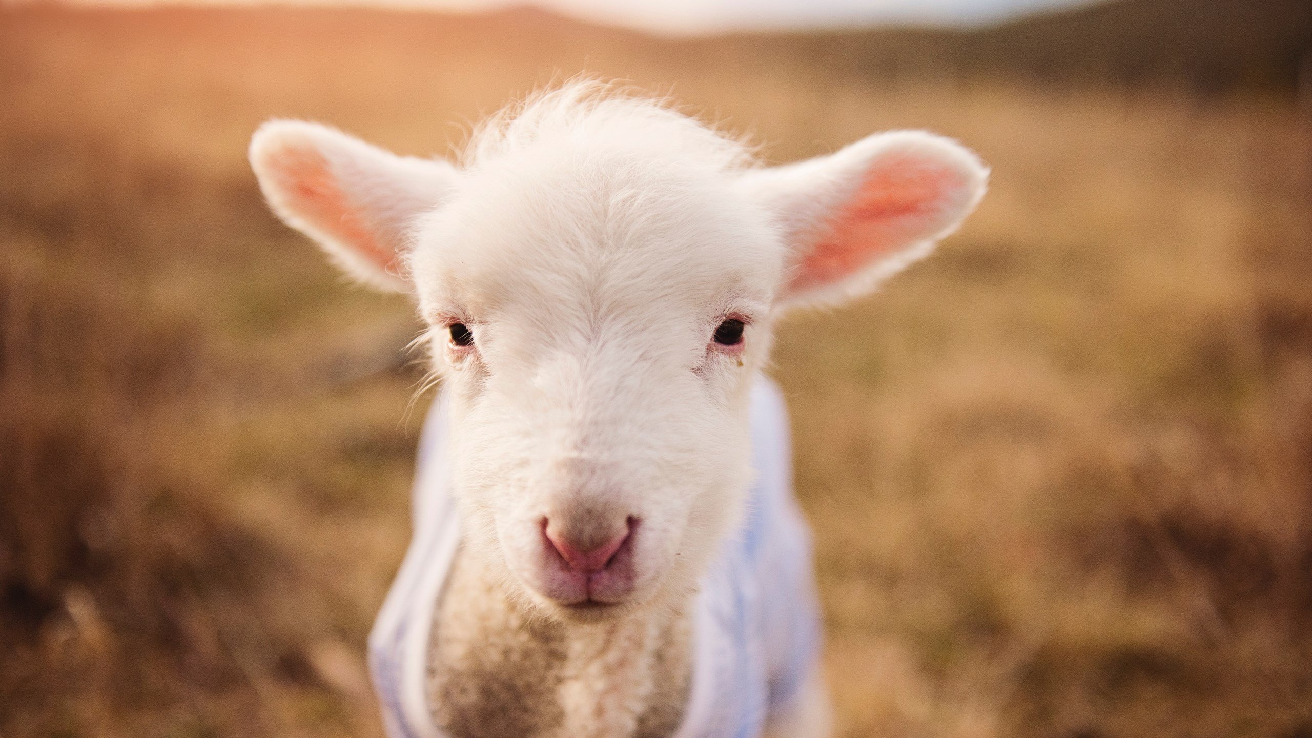 绝境中的龙吟，小贾伦终场爆发，辽宁力擒猛龙演绎巅峰对决