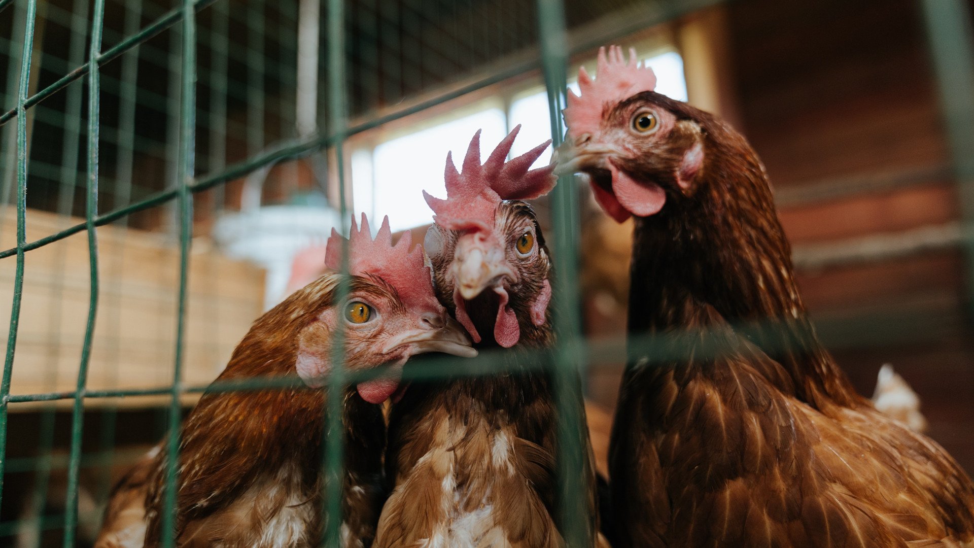 棋至中盘，戈贝尔欧冠封喉与骑士逆转掘金背后的决胜逻辑