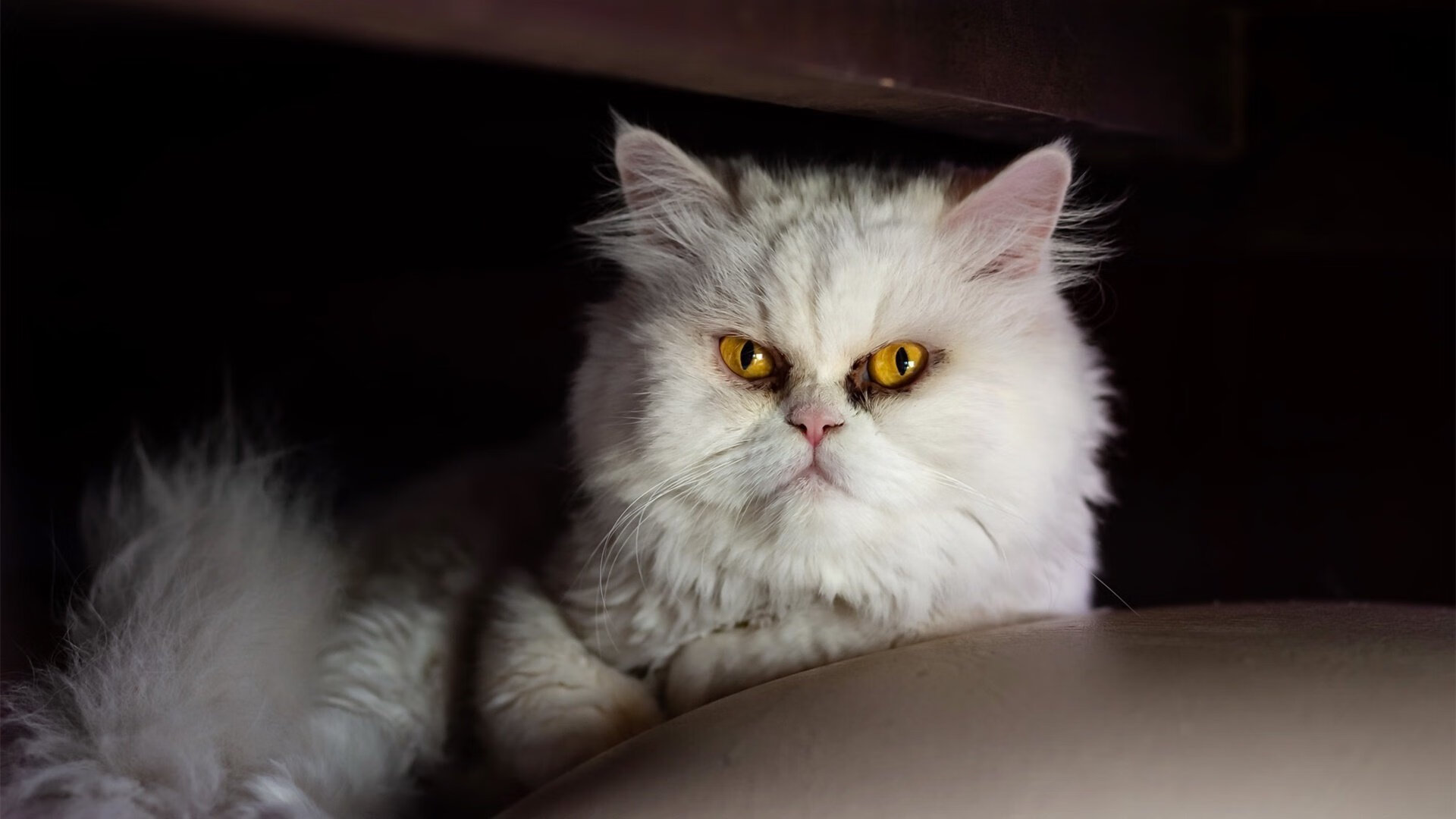 棋至中盘，戈贝尔欧冠封喉与骑士逆转掘金背后的决胜逻辑