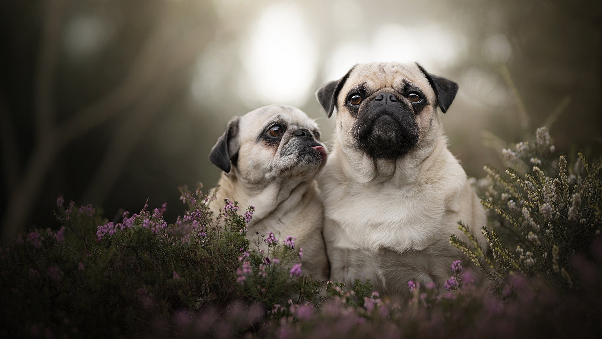 天山雪豹绝境逆袭！武切维奇压哨绝杀铸就经典，新疆险胜深圳