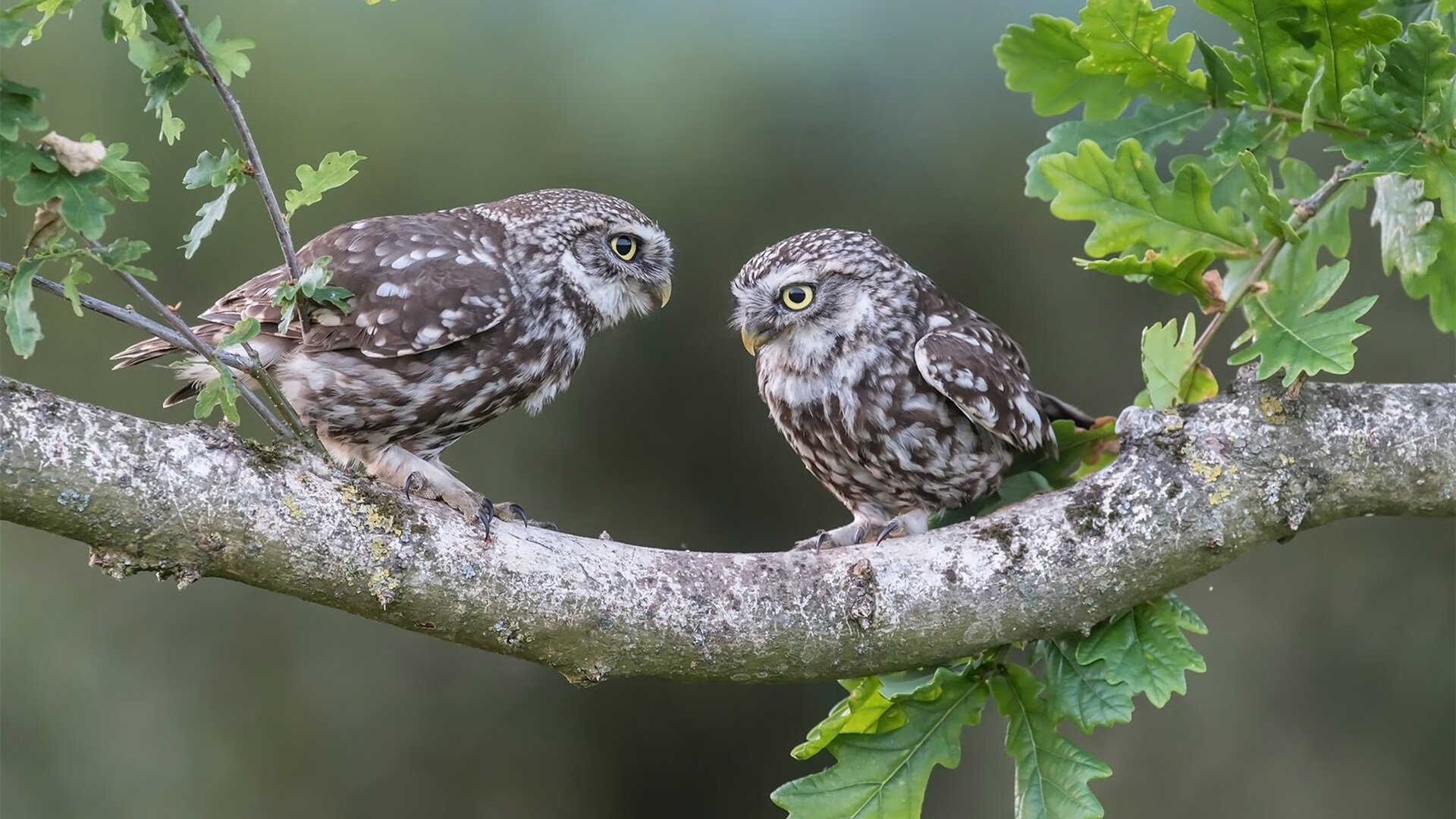 辽宁队火力压制骑士，英格拉姆在年度焦点之战接管比赛