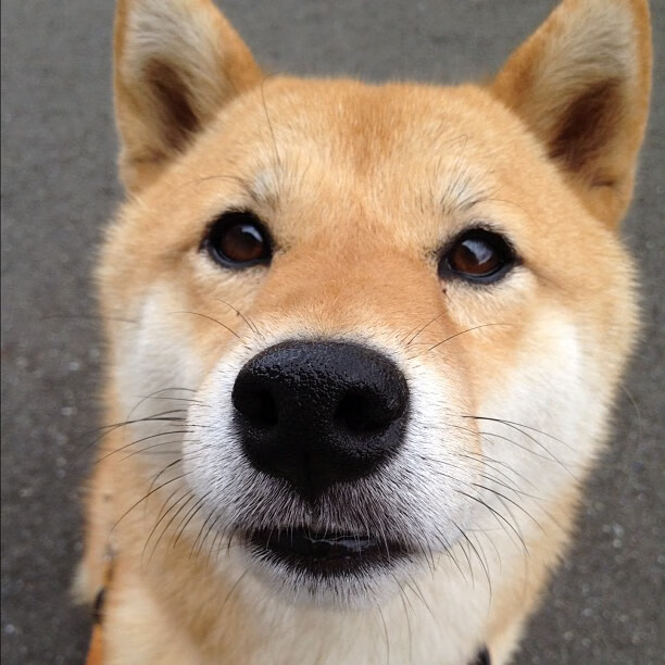 绿衫军的波兰心脏，当莱万成为爱尔兰关键先生