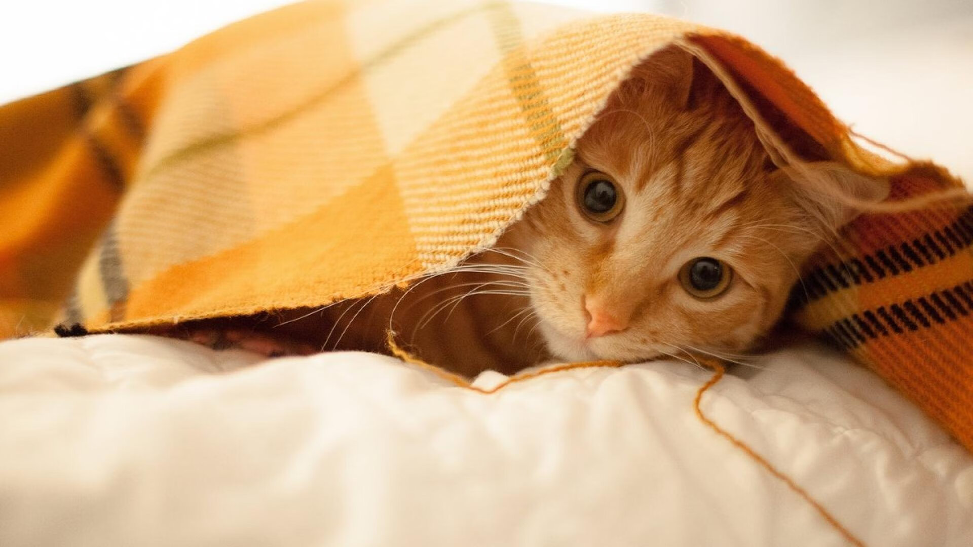 平行宇宙的篮球回响，当莫兰特在上海滩掀起风暴