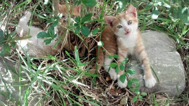 基米希点燃赛场，墨西哥粉碎玻利维亚，足球之夜的激情交响