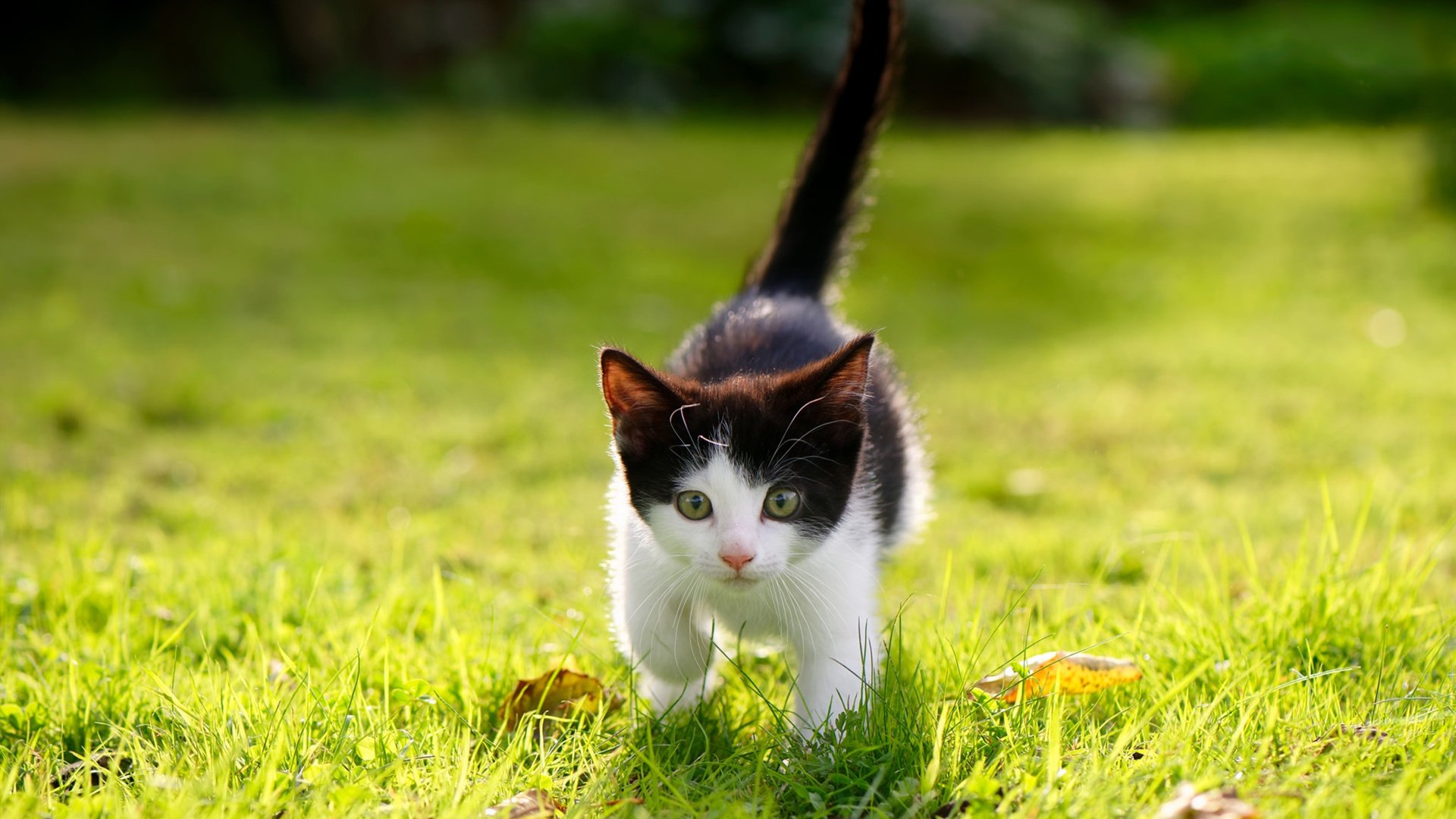 欧文魔术般个人能力全场沸腾，篮网团队合力强势压制广东宏远