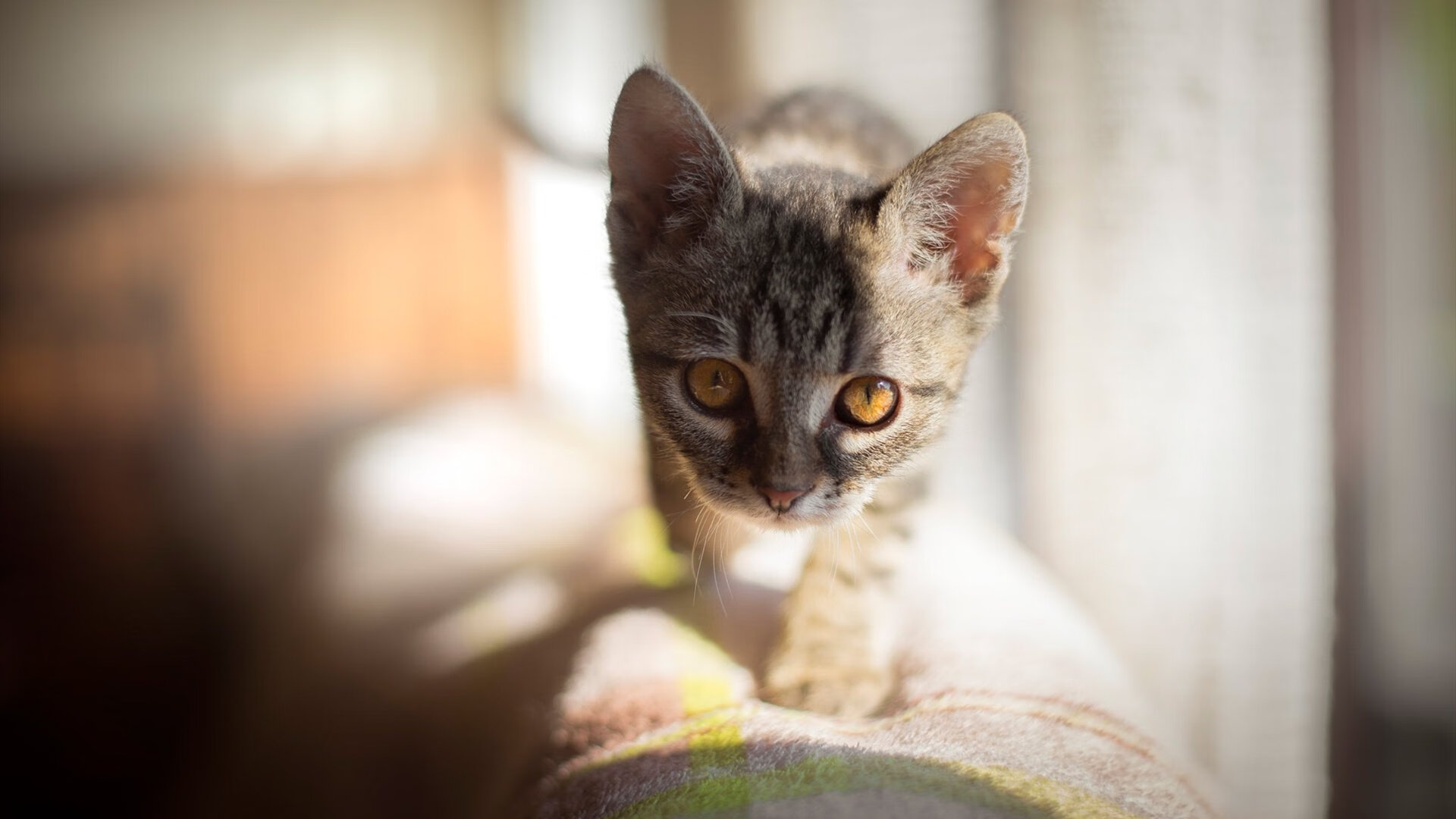 外援巨星范弗利特神勇爆发，北京首钢稳扎稳打力擒黄蜂