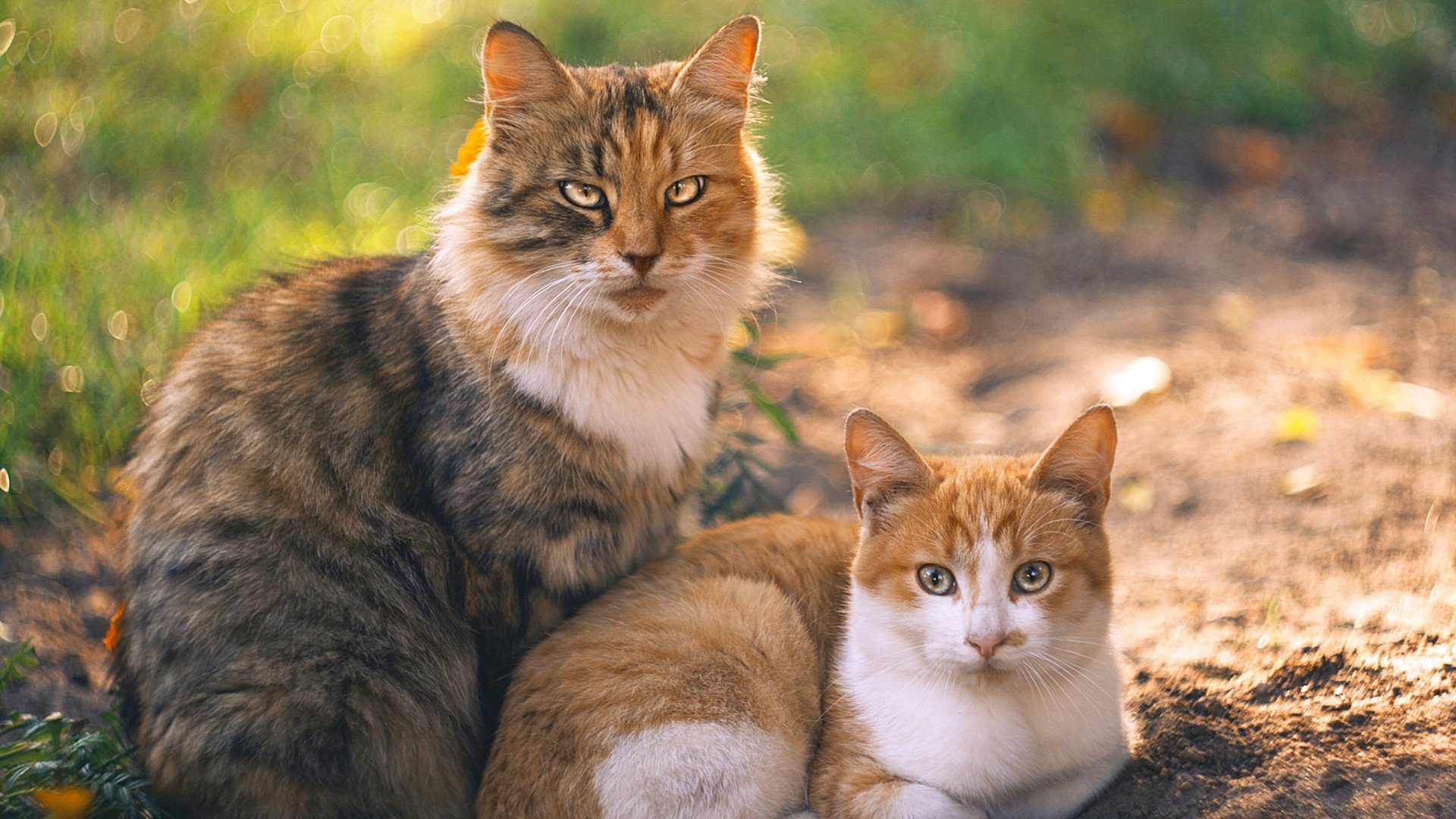 维尼修斯加时绝杀终结悬念，皇马客胜摩纳哥提前晋级；加纳国脚黯然失色