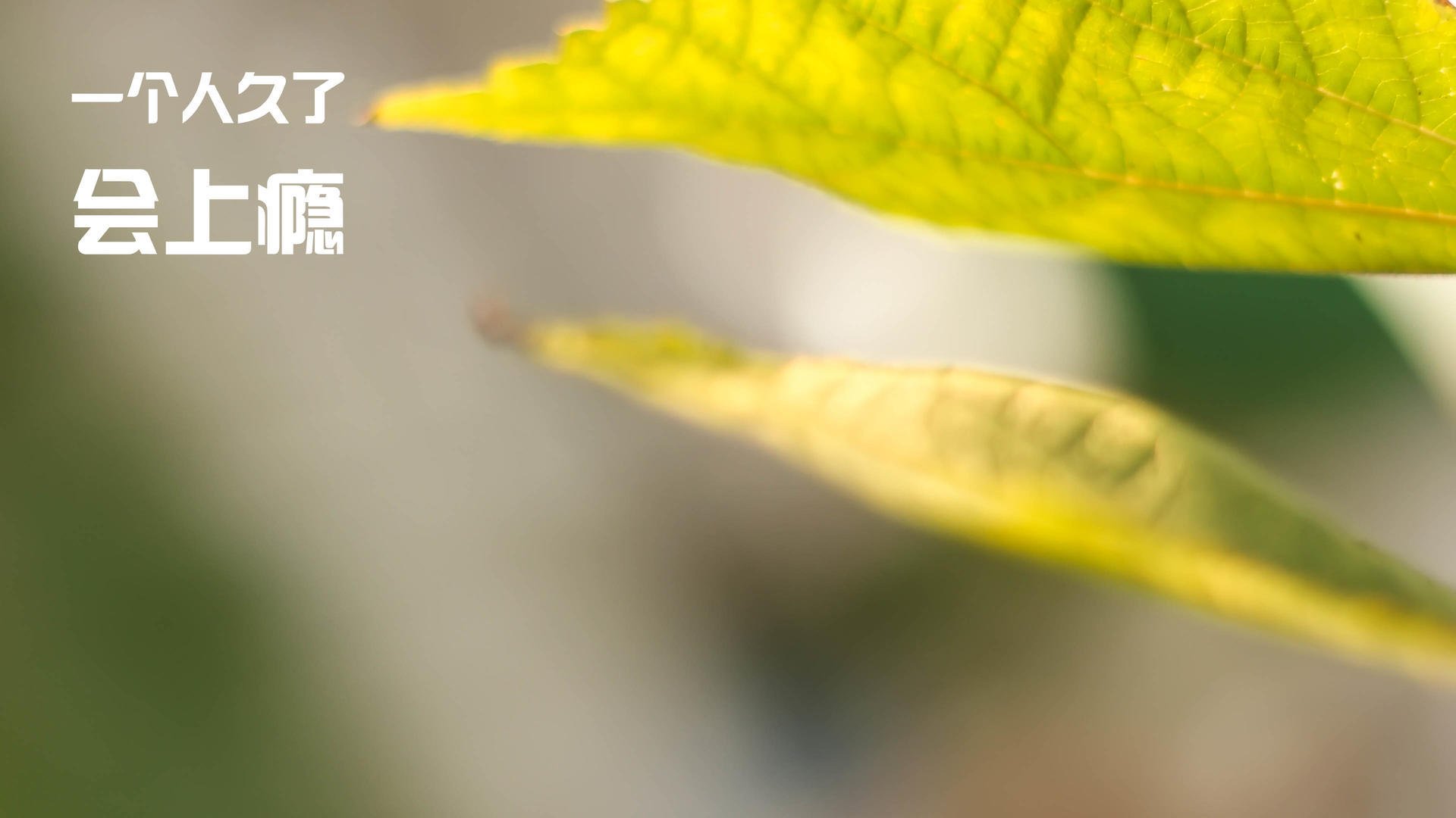 铁血信条，字母哥的战争迷雾与破晓之光